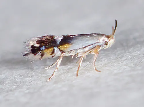 Coptodisca lucifluella - Hodges#0247 - photo 2