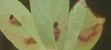 Coptodisca magnella - Hodges#0249 - photo 4
