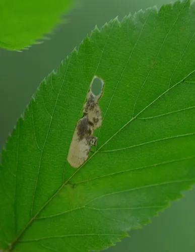 Coptodisca ostryaefoliella - Hodges#0252