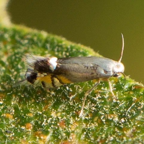 Coptodisca powellella - Hodges#0260 - photo 2