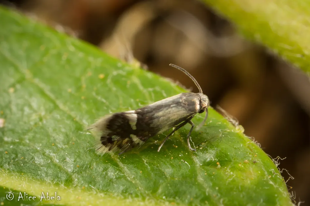 Coptodisca saliciella - Hodges#0253 - photo 3