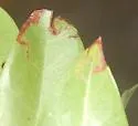 Coptodisca undescribed-species-on-conocarpus-erectus