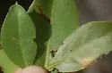 Coptodisca undescribed-species-on-conocarpus-erectus - photo 2