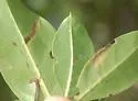 Coptodisca undescribed-species-on-conocarpus-erectus - photo 3