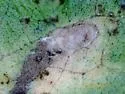 Coptodisca undescribed-species-on-conocarpus-erectus - photo 4