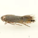 Coptodisca undescribed-species-on-morella