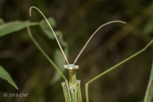 Coptopterygidae - Coptopterygidae