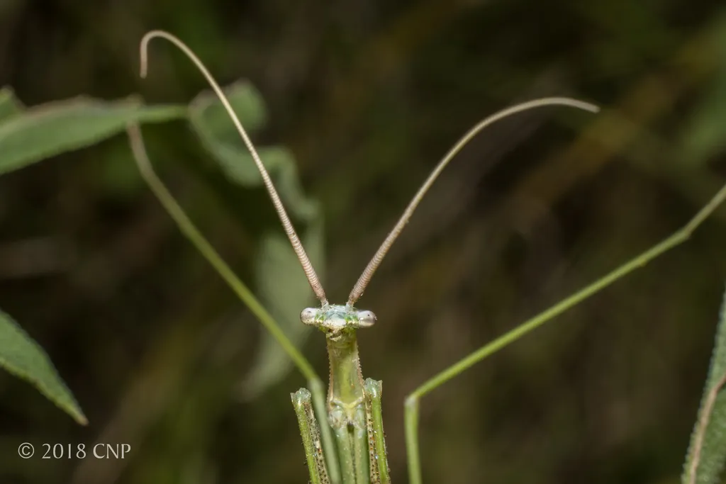 Coptopterygidae - photo 2