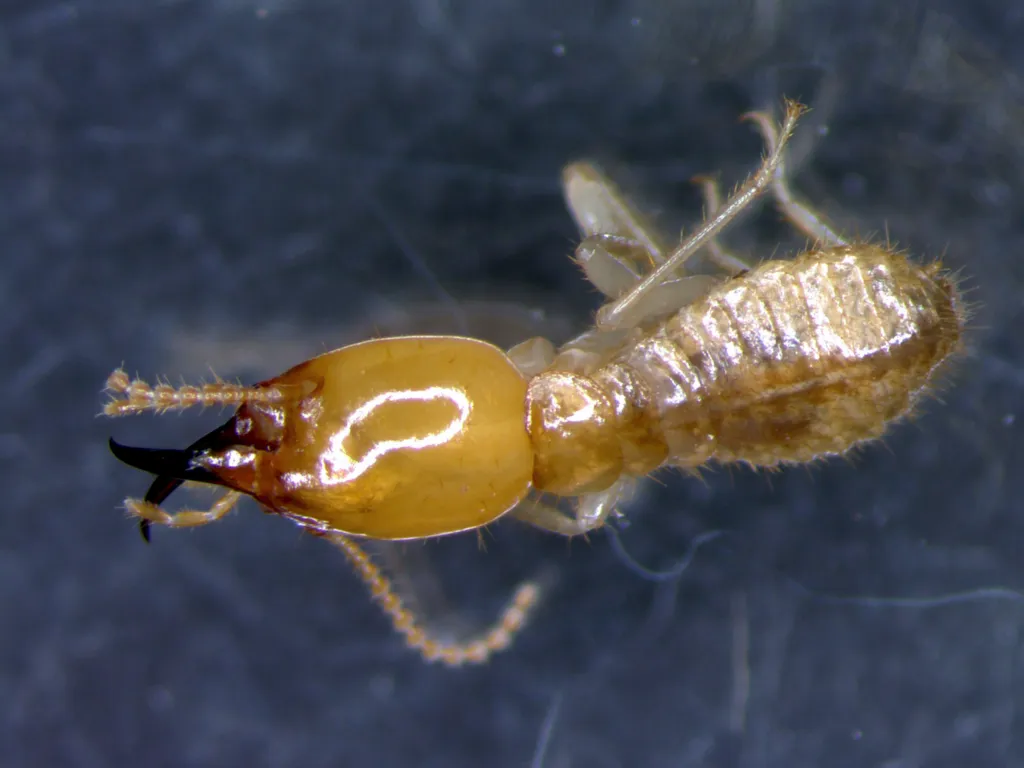 Coptotermes acinaciformis - photo 2