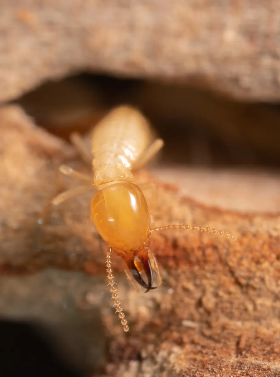 Formosan Subterranean Termite - photo 3