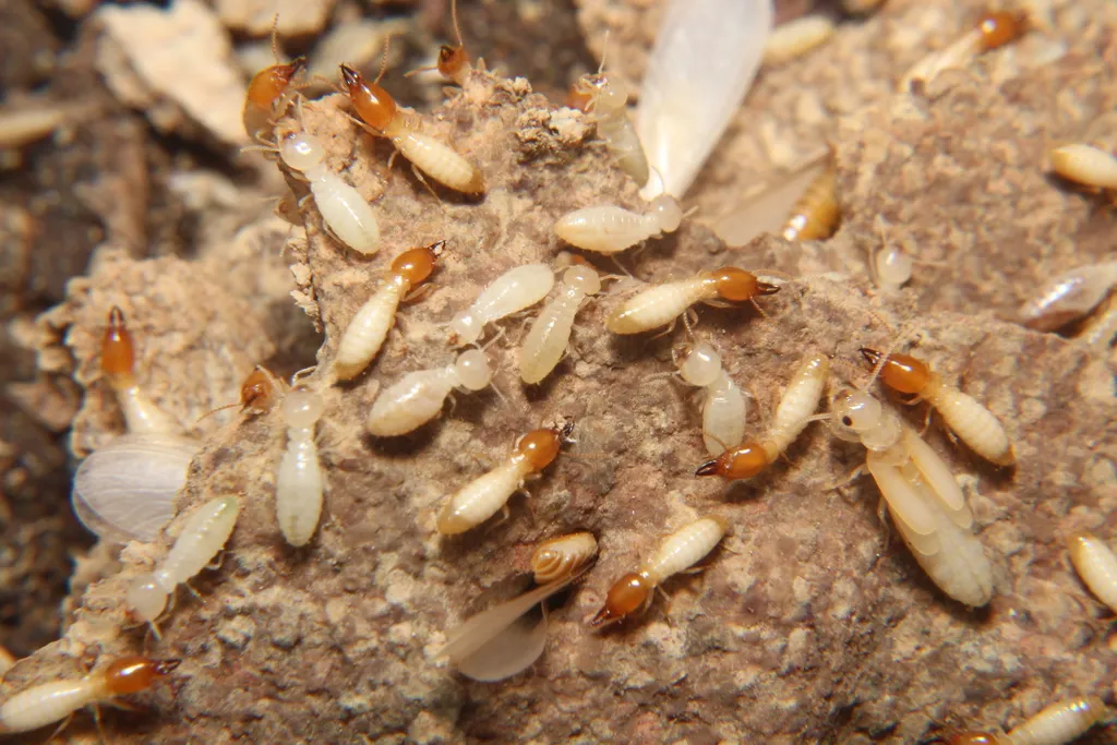 Asian subterranean termite