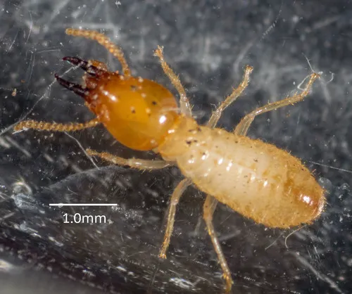 Milk Termite
