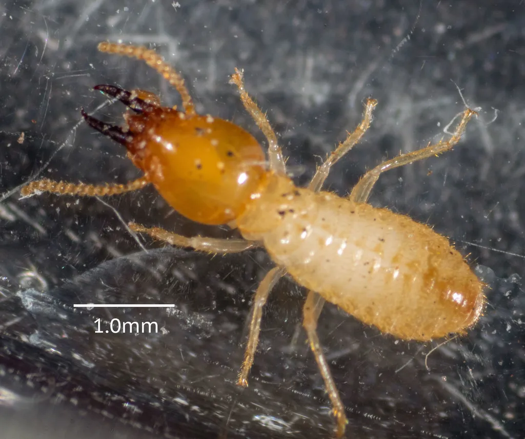 Milk Termite - photo 2