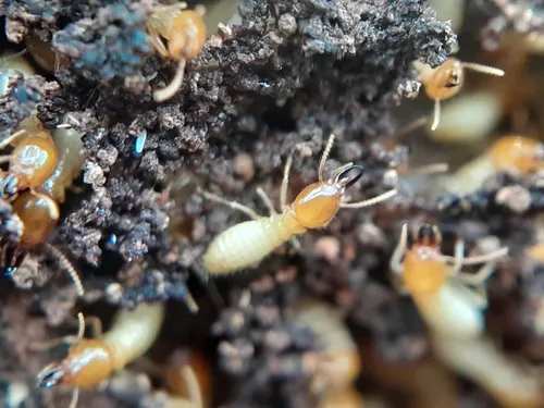 Coptotermes testaceus