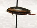 Coptotomus longulus - Coptotomus longulus