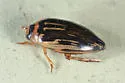 Coptotomus longulus - photo 2