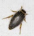 Coptotomus longulus - photo 5