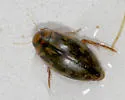 Coptotomus loticus
