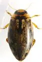 Coptotomus loticus - photo 2