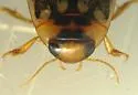 Coptotomus loticus - photo 3