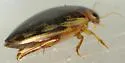 Coptotomus loticus - photo 4
