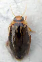 Coptotomus loticus - photo 5