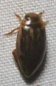 Coptotomus venustus