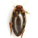 Coptotomus venustus - photo 3