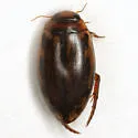 Coptotomus venustus - photo 4