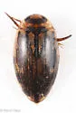 Coptotomus venustus - photo 5