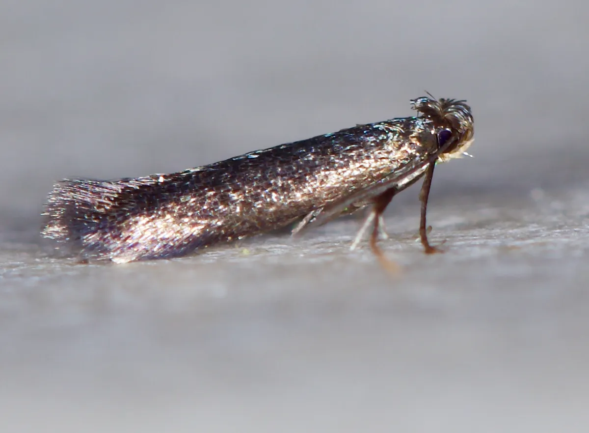 Blackberry Leafminer Moth - Hodges#0149 - photo 3