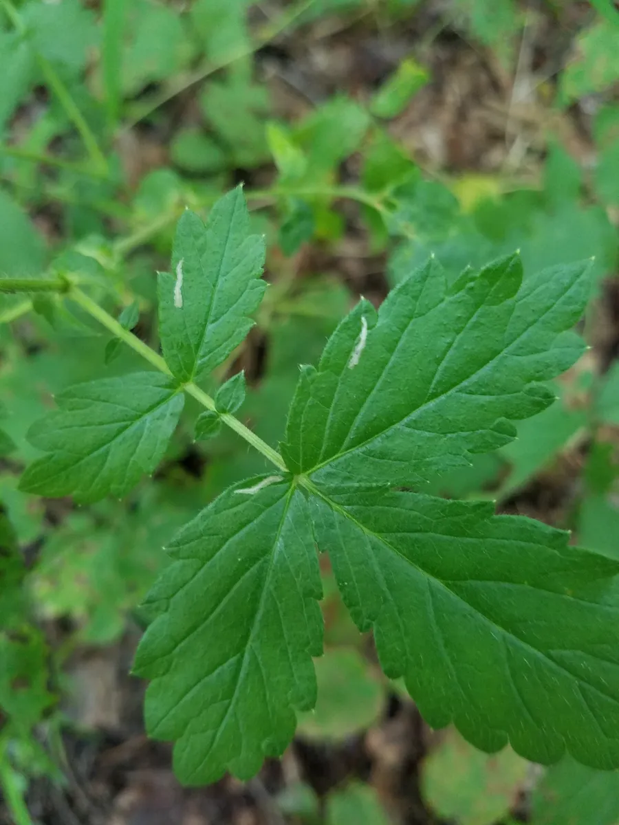 Coptotriche agrimoniella - Hodges#0148 - photo 2