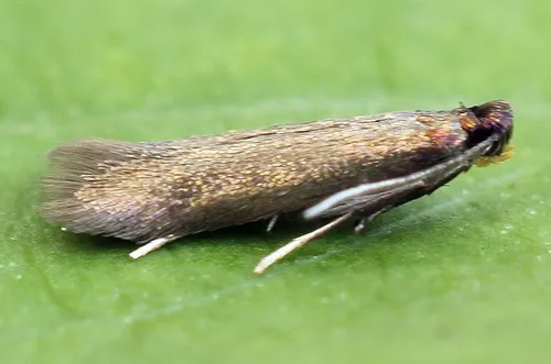 Coptotriche angusticollella