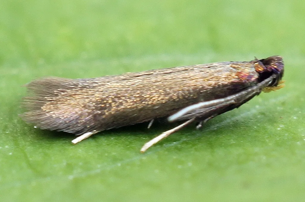 Coptotriche angusticollella - photo 2