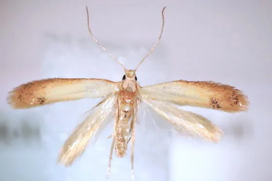 Coptotriche badiiella - Hodges#0129