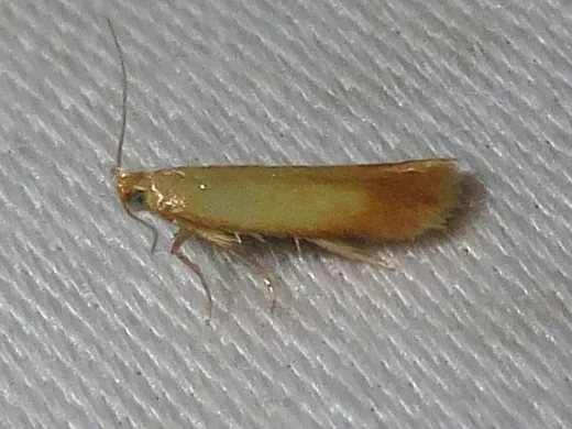 The Golden Sweeper - Hodges#0126 - photo 2