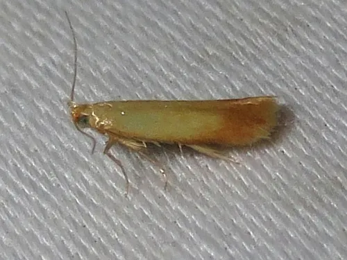The Golden Sweeper - Hodges#0126 - photo 3