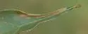 Coptotriche clemensella