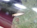 Coptotriche clemensella - photo 2