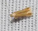 Coptotriche consanguinea - Hodges#0128