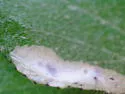 Coptotriche crataegifoliae - Hodges#0146