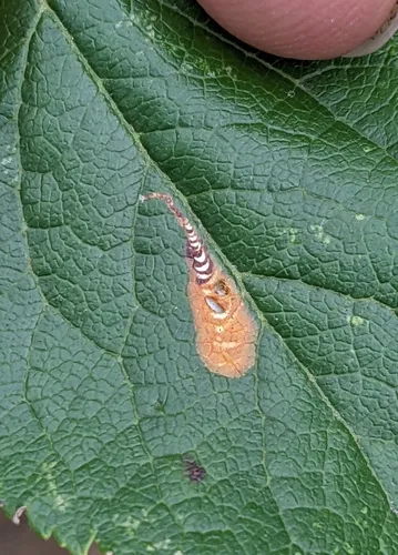Apple Leaf Trumpet Miner Moth - Hodges#0145