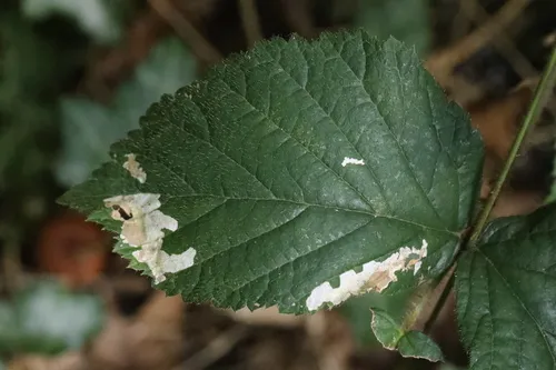 Coptotriche marginea