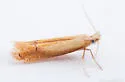 Coptotriche mediostriata - Hodges#0127