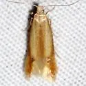 Coptotriche mediostriata - Hodges#0127 - photo 2