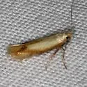 Coptotriche mediostriata - Hodges#0127 - photo 4