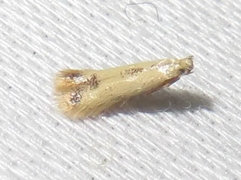 Coptotriche purinosella - Hodges#0135