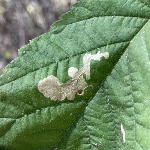 Coptotriche splendida