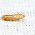 Coptotriche zelleriella - Hodges#0143