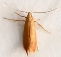 Coptotriche zelleriella - Hodges#0143 - photo 2